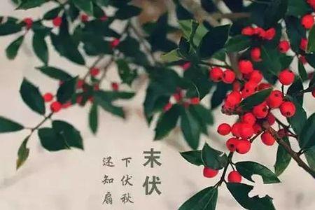 三伏天出游文案