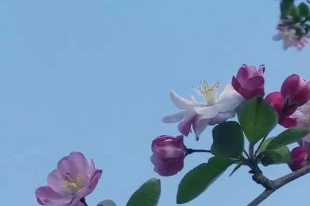 读了一枝红杏你明白了什么道理