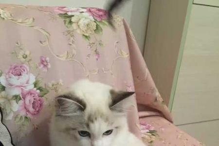 小猫长到几个月定型