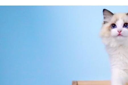 仙女猫布偶为什么便宜