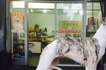 惠比特白天能撵到兔子吗