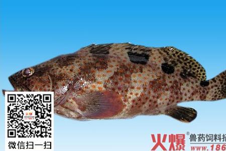 红石斑鱼能人工养殖吗