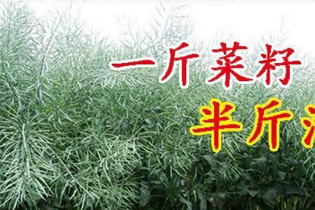 沣油738适合种植区域