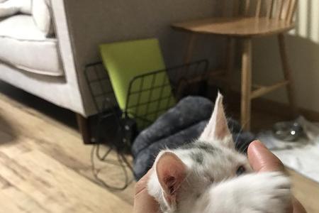 油脚猫是什么