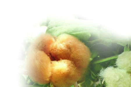 天棉是天然纤维吗