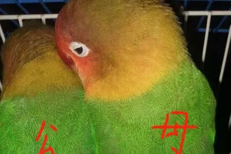 蓝银牡丹鹦鹉如何区分公母