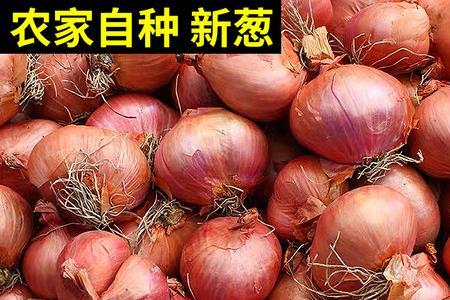 毛葱可以当大葱用吗