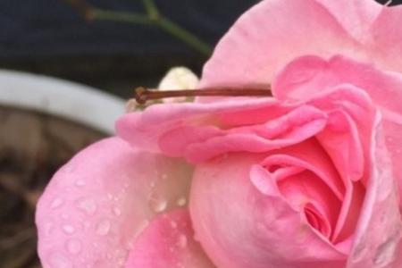 花儿的芬芳什么意思