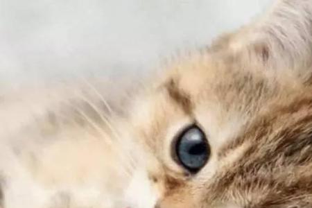 猫嚼东西咯吱咯吱是怎么了