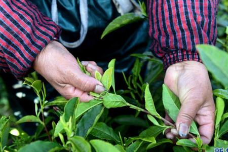 汀溪兰香茶叶什么时候开采