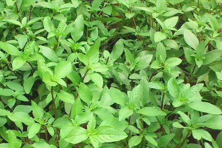 种的荆芥叶子上有白点怎么办