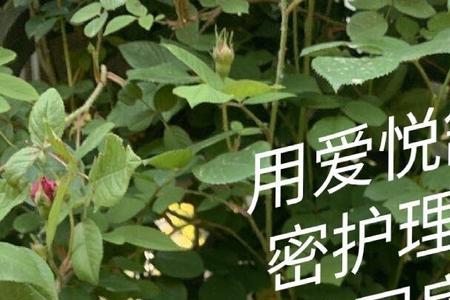 蓓清芦荟凝胶可以敷脸吗