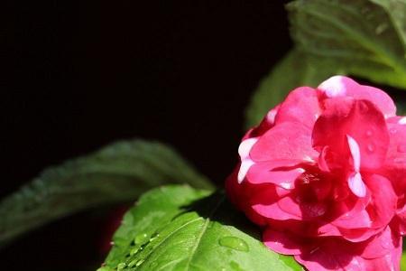 水梅花一盆里面栽几棵好