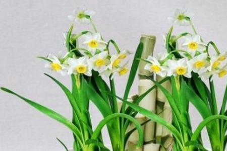 水仙花开花都是什么颜色的