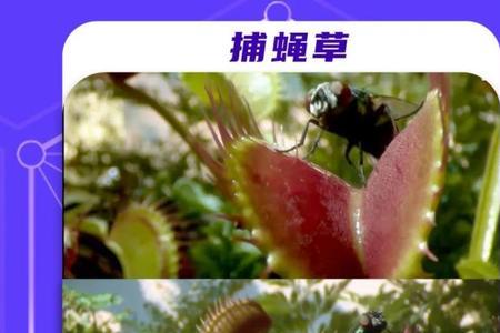 动植物的外形特点