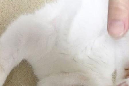 猫咪在人脸上踩奶怎么办