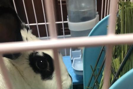 兔子发快递需要注意什么