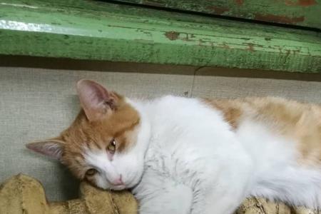 猫的闲适生活方式