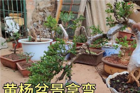 黄杨拿弯的三种方法