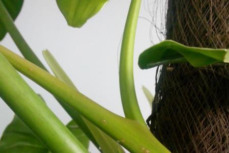 盆栽绿宝石花可以水养么
