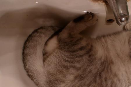 猫在洗手盆大便怎么办