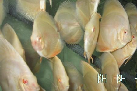 赤瞳红妃七彩鱼能长多大