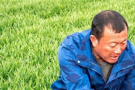 惊蛰后小麦还能促进分蘖吗
