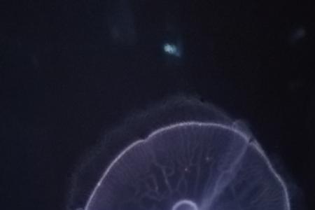 水母换水后只在水底动