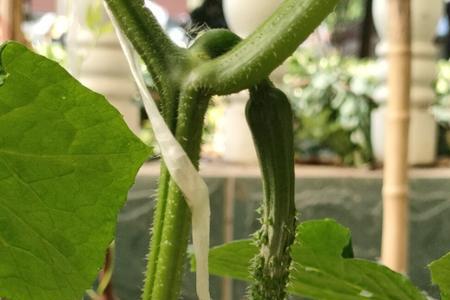 不搭架的水果黄瓜需要剪枝吗