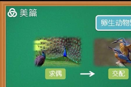 青蛙是卵生的还是胎生的
