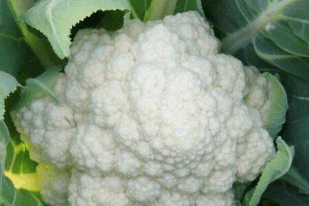 菜花不预冷能运输吗