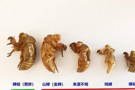 蝉蜕和蝉壳的区别