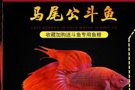 斗鱼一般斗多久