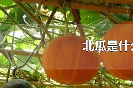 北瓜还是碧瓜