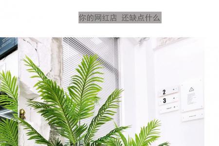 店铺适合养散尾葵吗