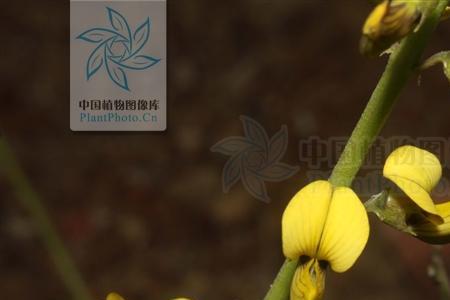 长果豆是什么