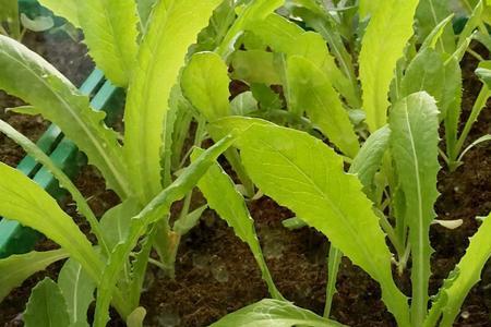 油麦菜结种子吗