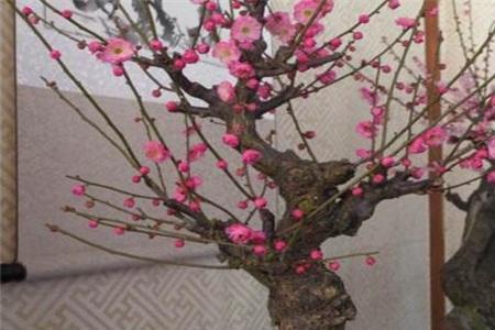 梅花老枝高压繁殖