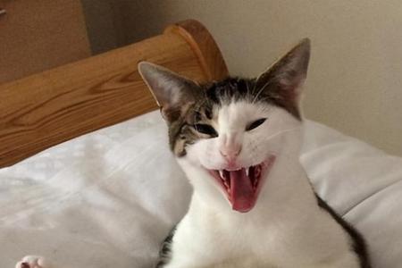 一只公猫可以配几只母猫