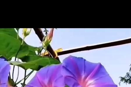 牵牛花的花是什么意思