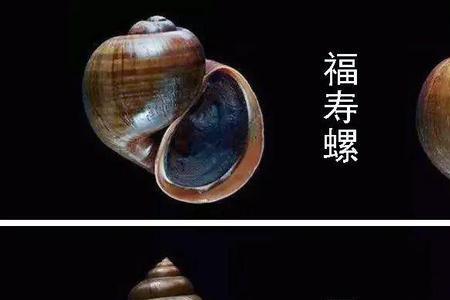 福寿螺卵捣碎钓鲫鱼可以吗