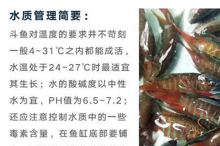 斗鱼单养好还是混养好
