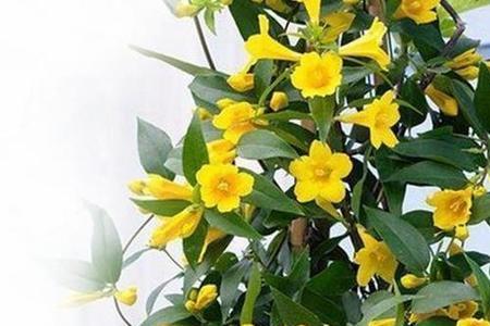 重瓣茉莉和香水茉莉有什么区别