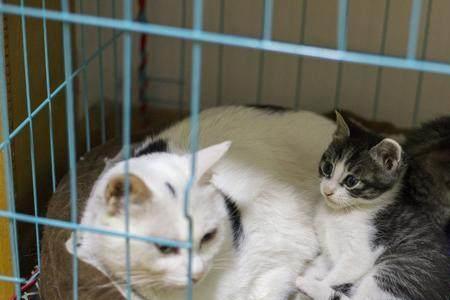 把猫关笼子里饿几天会听话吗
