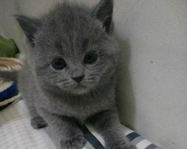 灰色蓝猫怎么鉴别纯不纯