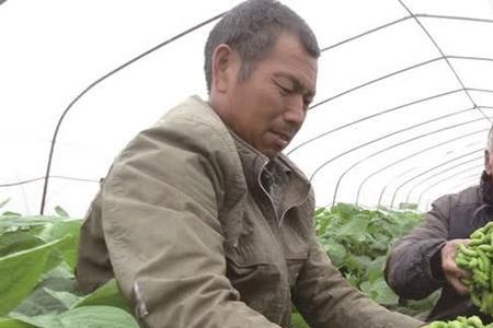 豆丹养殖每年可以养几次