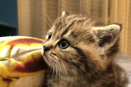 虎斑猫为啥没人爱养