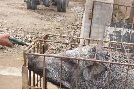 野猪是什么味
