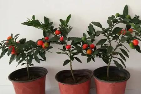 车厘子籽怎么种小盆栽