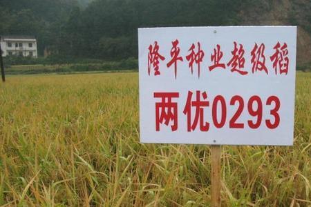 优糖稻3号稻种